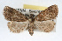  ( - RBMIS-0135)  @14 [ ] CreativeCommons - Attribution (2009) Unspecified Centre for Biodiversity Genomics