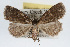  ( - RBMIS-0138)  @14 [ ] CreativeCommons - Attribution (2009) Unspecified Centre for Biodiversity Genomics