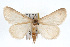  ( - RBMIS-0158)  @14 [ ] CreativeCommons - Attribution (2009) Unspecified Centre for Biodiversity Genomics