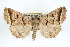  ( - RBMIS-0183)  @14 [ ] CreativeCommons - Attribution (2009) Unspecified Centre for Biodiversity Genomics