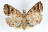  ( - RBMIS-0186)  @14 [ ] CreativeCommons - Attribution (2009) Unspecified Centre for Biodiversity Genomics