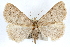  ( - RBMIS-0213)  @14 [ ] CreativeCommons - Attribution (2009) Unspecified Centre for Biodiversity Genomics