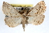  ( - RBMIS-0216)  @11 [ ] CreativeCommons - Attribution (2009) Unspecified Centre for Biodiversity Genomics