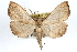  (Macrochilo litophora - RBMIS-0218)  @15 [ ] CreativeCommons - Attribution (2009) Unspecified Centre for Biodiversity Genomics