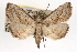  (Macrochilo hypocritalis - RBMIS-0223)  @15 [ ] CreativeCommons - Attribution (2009) Unspecified Centre for Biodiversity Genomics