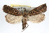  ( - RBMIS-0229)  @15 [ ] CreativeCommons - Attribution (2009) Unspecified Centre for Biodiversity Genomics
