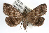  ( - RBMIS-0239)  @13 [ ] CreativeCommons - Attribution (2009) Unspecified Centre for Biodiversity Genomics