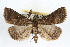  ( - RBMIS-0241)  @14 [ ] CreativeCommons - Attribution (2009) Unspecified Centre for Biodiversity Genomics