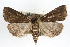  ( - RBMIS-0243)  @14 [ ] CreativeCommons - Attribution (2009) Unspecified Centre for Biodiversity Genomics