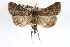 ( - RBMIS-0244)  @13 [ ] CreativeCommons - Attribution (2009) Unspecified Centre for Biodiversity Genomics
