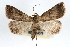  ( - RBMIS-0245)  @13 [ ] CreativeCommons - Attribution (2009) Unspecified Centre for Biodiversity Genomics