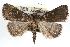  ( - RBMIS-0246)  @14 [ ] CreativeCommons - Attribution (2009) Unspecified Centre for Biodiversity Genomics