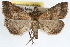  ( - RBMIS-0248)  @15 [ ] CreativeCommons - Attribution (2009) Unspecified Centre for Biodiversity Genomics