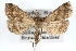  ( - RBMIS-0249)  @14 [ ] CreativeCommons - Attribution (2009) Unspecified Centre for Biodiversity Genomics