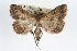  ( - RBMIS-0250)  @13 [ ] CreativeCommons - Attribution (2009) Unspecified Centre for Biodiversity Genomics