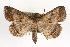  ( - RBMIS-0251)  @14 [ ] CreativeCommons - Attribution (2009) Unspecified Centre for Biodiversity Genomics