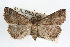  ( - RBMIS-0252)  @14 [ ] CreativeCommons - Attribution (2009) Unspecified Centre for Biodiversity Genomics