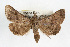  ( - RBMIS-0257)  @14 [ ] CreativeCommons - Attribution (2009) Unspecified Centre for Biodiversity Genomics
