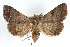  ( - RBMIS-0258)  @14 [ ] CreativeCommons - Attribution (2009) Unspecified Centre for Biodiversity Genomics