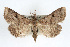  ( - RBMIS-0260)  @14 [ ] CreativeCommons - Attribution (2009) Unspecified Centre for Biodiversity Genomics