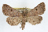  ( - RBMIS-0261)  @13 [ ] CreativeCommons - Attribution (2009) Unspecified Centre for Biodiversity Genomics