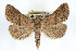  ( - RBMIS-0262)  @14 [ ] CreativeCommons - Attribution (2009) Unspecified Centre for Biodiversity Genomics