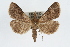  ( - RBMIS-0263)  @13 [ ] CreativeCommons - Attribution (2009) Unspecified Centre for Biodiversity Genomics