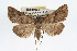  ( - RBMIS-0264)  @13 [ ] CreativeCommons - Attribution (2009) Unspecified Centre for Biodiversity Genomics