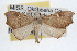  ( - RBMIS-0327)  @14 [ ] CreativeCommons - Attribution (2009) Unspecified Centre for Biodiversity Genomics