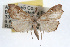  ( - RBMIS-0328)  @14 [ ] CreativeCommons - Attribution (2009) Unspecified Centre for Biodiversity Genomics
