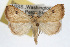  ( - RBMIS-0334)  @14 [ ] CreativeCommons - Attribution (2009) Unspecified Centre for Biodiversity Genomics