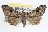  ( - RBMIS-0369)  @11 [ ] CreativeCommons - Attribution (2009) Unspecified Centre for Biodiversity Genomics