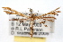  (Geina sheppardi - RBMIS-0502)  @15 [ ] CreativeCommons - Attribution (2009) Unspecified Centre for Biodiversity Genomics