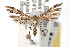  ( - RBMIS-0504)  @11 [ ] CreativeCommons - Attribution (2009) Unspecified Centre for Biodiversity Genomics