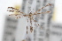  ( - RBMIS-0511)  @11 [ ] CreativeCommons - Attribution (2009) Unspecified Centre for Biodiversity Genomics