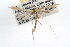  ( - RBMIS-0531)  @13 [ ] CreativeCommons - Attribution (2009) Unspecified Centre for Biodiversity Genomics