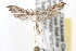  ( - RBMIS-0540)  @13 [ ] CreativeCommons - Attribution (2009) Unspecified Centre for Biodiversity Genomics