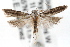  (Coleotechnites albicostata - RBMIS-0572)  @14 [ ] CreativeCommons - Attribution (2009) Unspecified Centre for Biodiversity Genomics