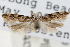  ( - RBMIS-0582)  @11 [ ] CreativeCommons - Attribution (2009) Unspecified Centre for Biodiversity Genomics