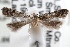  ( - RBMIS-0588)  @11 [ ] CreativeCommons - Attribution (2009) Unspecified Centre for Biodiversity Genomics