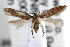  (Monochroa sp3 - RBMIS-0607)  @11 [ ] CreativeCommons - Attribution (2009) Unspecified Centre for Biodiversity Genomics