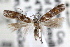  (Exoteleia pinifoliella cmpx - RBMIS-0618)  @11 [ ] CreativeCommons - Attribution (2009) Unspecified Centre for Biodiversity Genomics