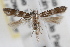  ( - RBMIS-0619)  @11 [ ] CreativeCommons - Attribution (2009) Unspecified Centre for Biodiversity Genomics