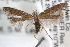  (Isophrictis sp4 - RBMIS-0635)  @11 [ ] CreativeCommons - Attribution (2009) Unspecified Centre for Biodiversity Genomics