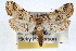  (Elophila gyralis PS1 - RBMIS-0760)  @14 [ ] CreativeCommons - Attribution (2009) Unspecified Centre for Biodiversity Genomics