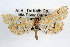  (Elophila icciusalis icciusalis - RBMIS-0765)  @11 [ ] CreativeCommons - Attribution (2009) Unspecified Centre for Biodiversity Genomics