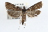  ( - RBMIS-0788)  @14 [ ] CreativeCommons - Attribution (2009) Unspecified Centre for Biodiversity Genomics