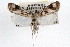  ( - RBMIS-0808)  @14 [ ] CreativeCommons - Attribution (2009) Unspecified Centre for Biodiversity Genomics