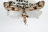  ( - RBMIS-0811)  @15 [ ] CreativeCommons - Attribution (2009) Unspecified Centre for Biodiversity Genomics