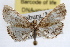  (Nephrogramma reniculalis - RBMIS-0854)  @15 [ ] CreativeCommons - Attribution (2009) Unspecified Centre for Biodiversity Genomics